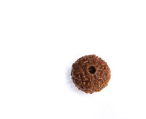 Ten Mukhi Rudraksha