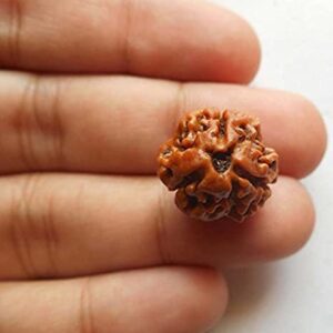 Three Mukhi Ruduraksha