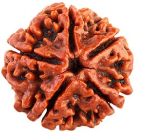 Five Mukhi Ruduraksha 