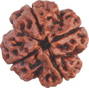 Four Mukhi Ruduraksha