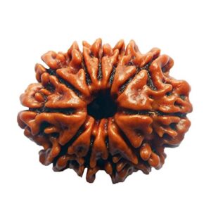 Eleven Mukhi Ruduraksha