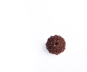 Seven mukhi rudraksha