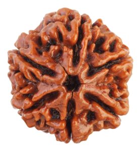 Six Mukhi Ruduraksha