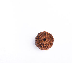 Nine mukhi Rudraksha